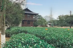 Guilin Tea Research Institute