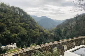 White Tea Valley