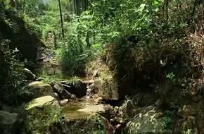 Alpine Bamboo Sea