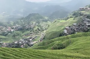Longji Tea Plantation