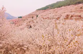 Dalao Cherry Valley