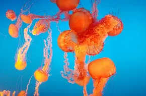 Nanjing Underwater World