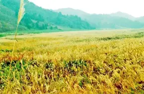 Thousand-Acre Meadow Scenic Area