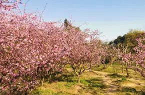 Yuhua Tea Culture District