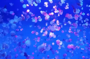 Nanjing Underwater World