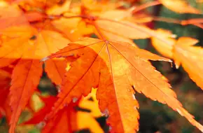 Red Maple Valley