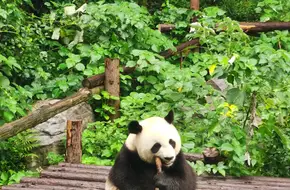 Nanjing Panda Pavilion