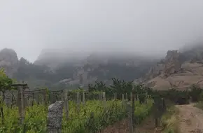 Laoshan Tea Garden Eco-Tourism Area