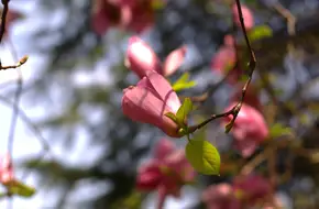 Xiaotaoyuan Park