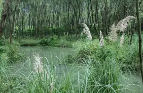 Jiangyangfan Ecological Park