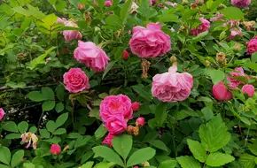 Yun Ding Shan Park