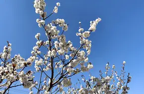 Shao Mountain Red Apricot Picking