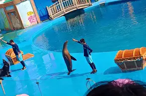 Qingdao Polar Ocean Park-Happy Theater