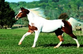 Jiahe Equestrian Park