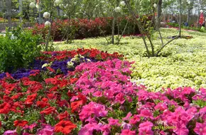 Qingdao World Horticultural Exposition