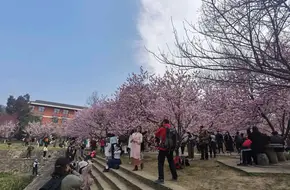 Nanjing Zhongshan Botanical Garden-Red Maple Hill