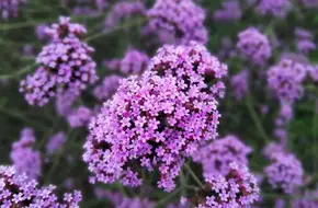 Riverbank Sea Of Flowers