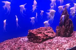 Nanjing Underwater World