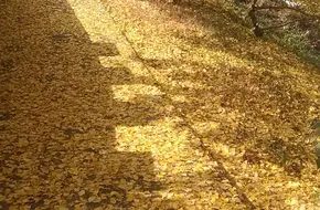 Haiyang Ginkgo