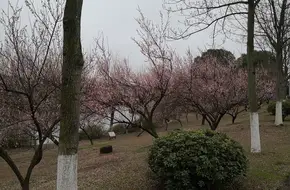 Jingshan Lake