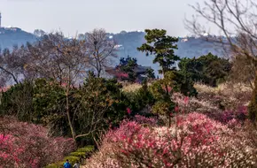 Meihua Mountain