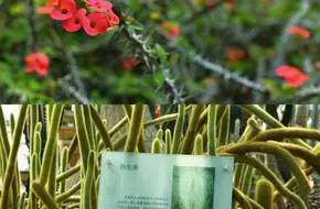 Nanjing Zhongshan Botanical Garden - Exhibition Greenhouse