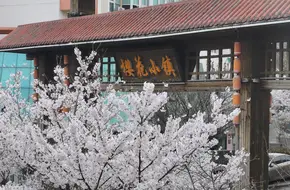 Cherry Blossom Town