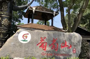 Grape Mountain