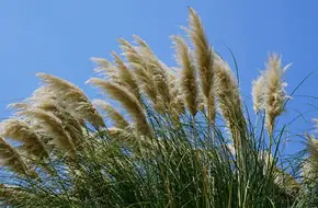 Yangshan Park