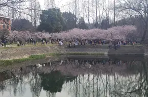 Nanjing Zhongshan Botanical Garden-Red Maple Hill