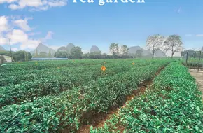 Guilin Tea Research Institute
