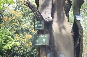Six Dynasties Pine