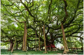 Giant Banyan Tree Scenic Area