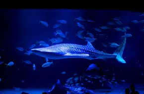 Yantai Whale Shark Acquarium