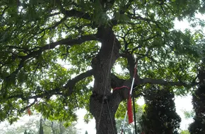 Old Goldenrain Tree