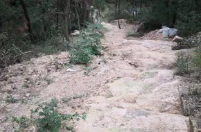 Lingyan Gu