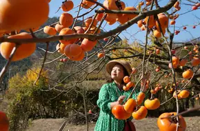 Persimmon Hometown
