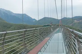Alpine Bamboo Sea