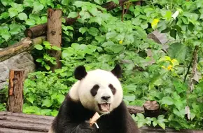 Nanjing Panda Pavilion