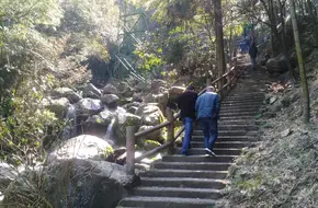 Zanglong Hundred Waterfalls Millennium Ginkgo