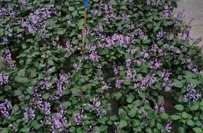 Guilin Yaoshan Flower Base
