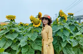 Zhangwei Sunflower Garden