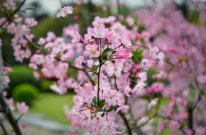 Gulin Park