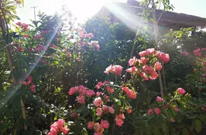 Red Roof Garden