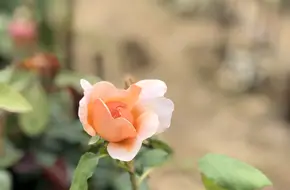 Mountain City Rose Sea