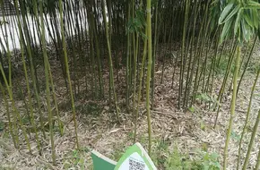 Bamboo Expo Garden Tethered Flight