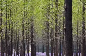 Song Shan Wei