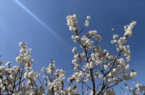 Shao Mountain Red Apricot Picking
