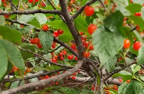 Shao Mountain Dahong Apricot Picking Garden Farmhouse Banquet