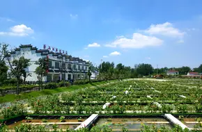 Xigeng Lotus Township